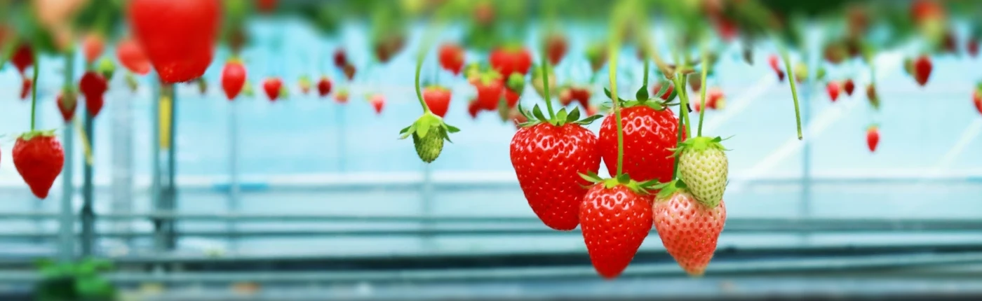 香川県いちご園